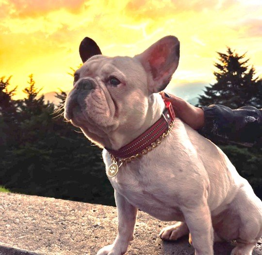 Coco, un bulldog francés sordo